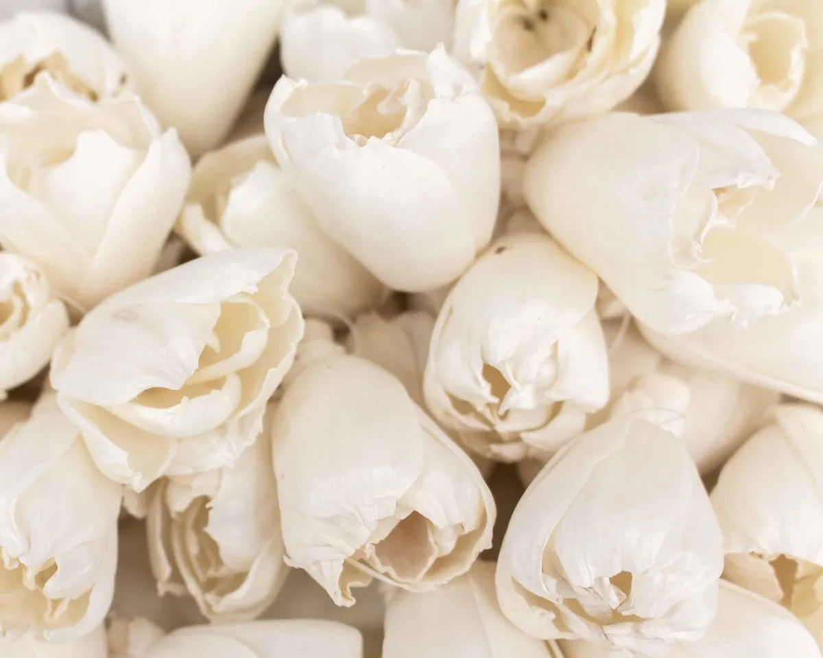 2" Precious Tulip  - 50 Pack