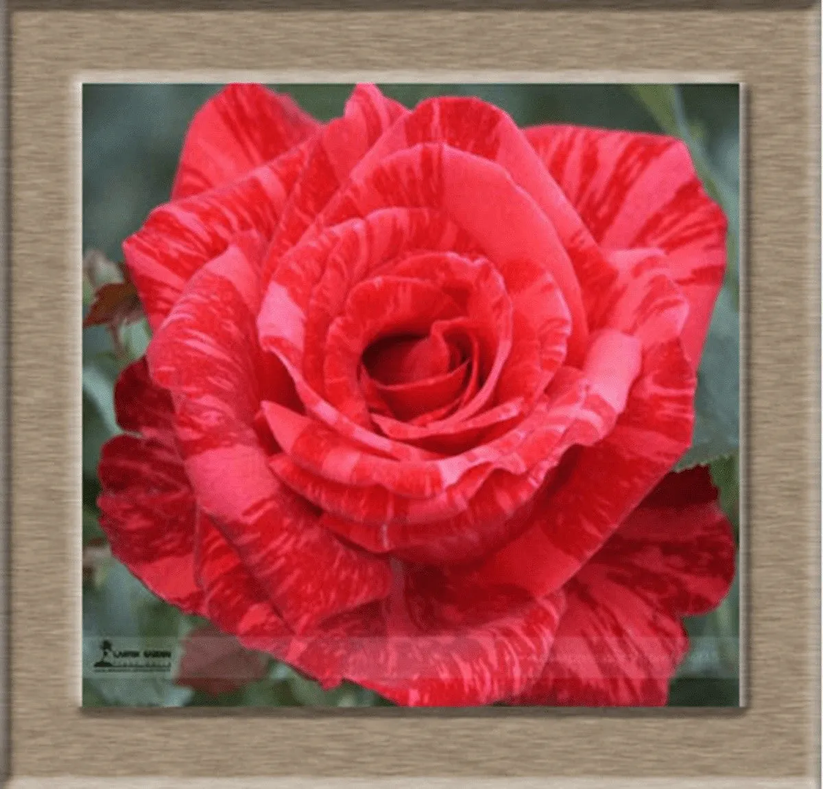 Beautiful Rose Seeds