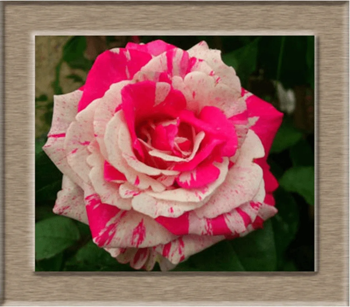 Beautiful Rose Seeds