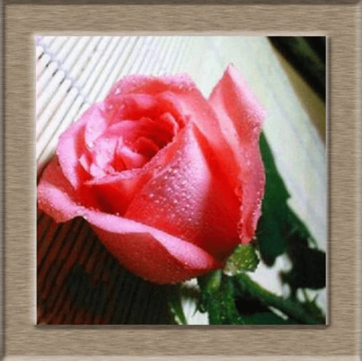 Beautiful Rose Seeds