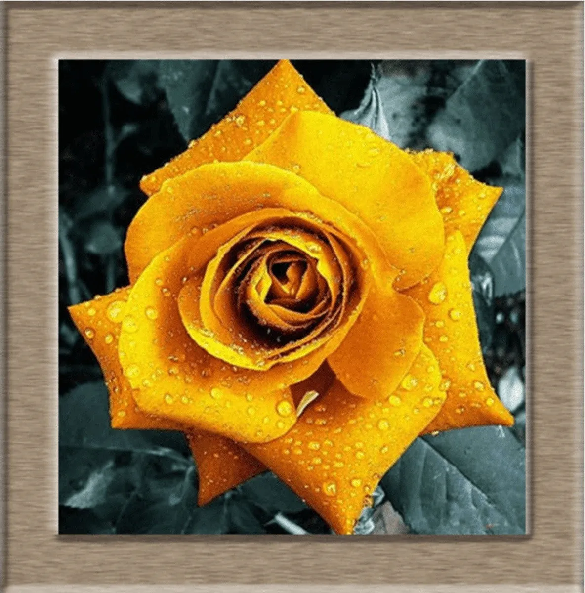 Beautiful Rose Seeds