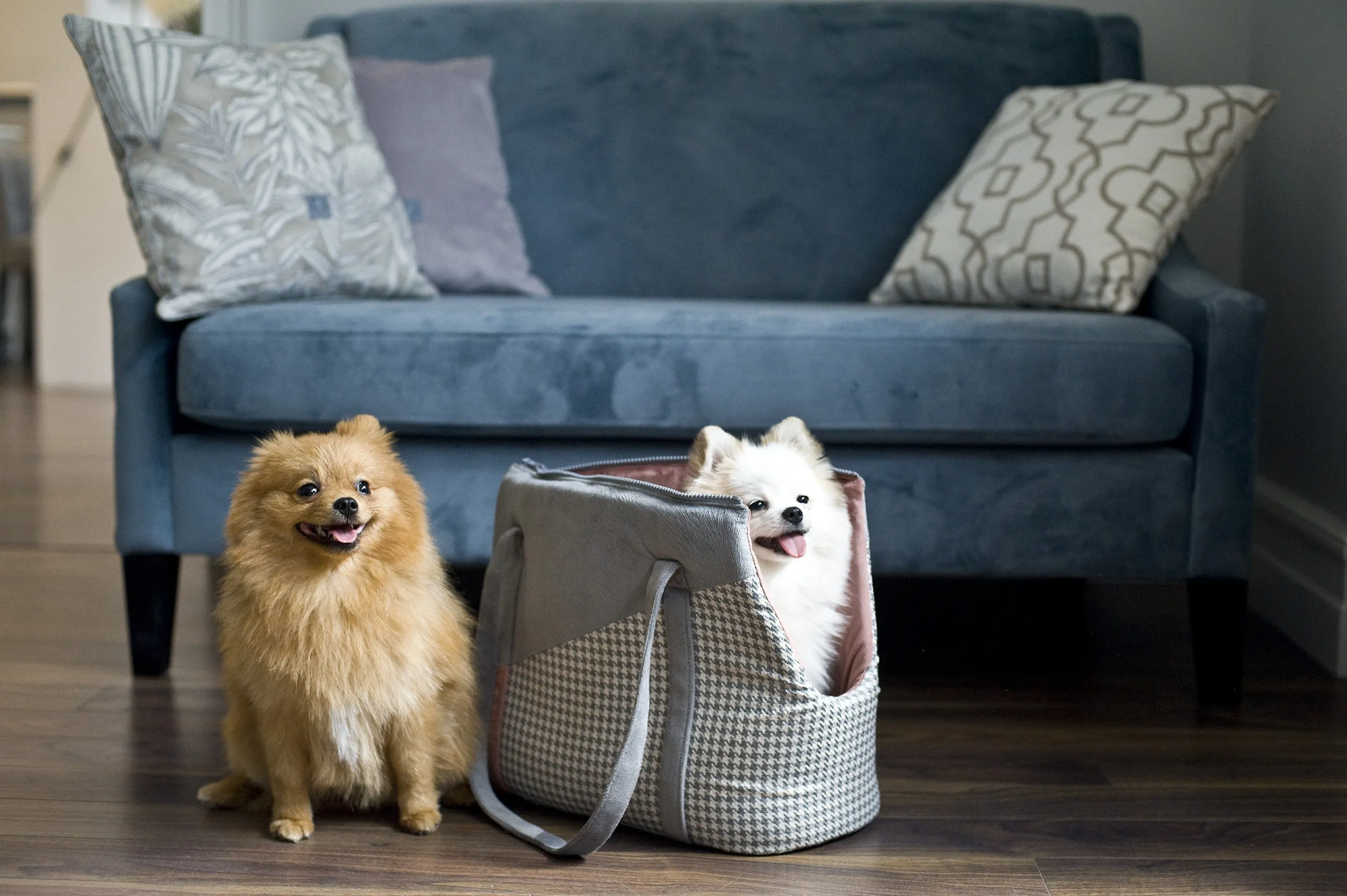 Oh Charlie Pet Carrier Finessa
